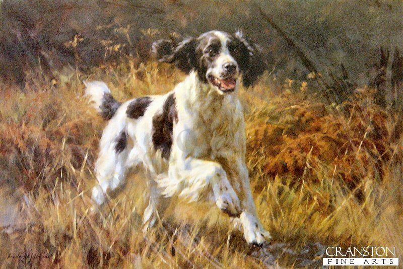All Action - Black and White Springer Spaniel by Frederick Haycock.