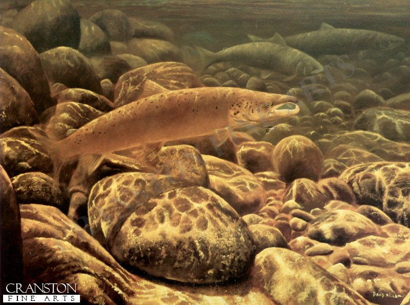 River Spey Salmon by David Miller.