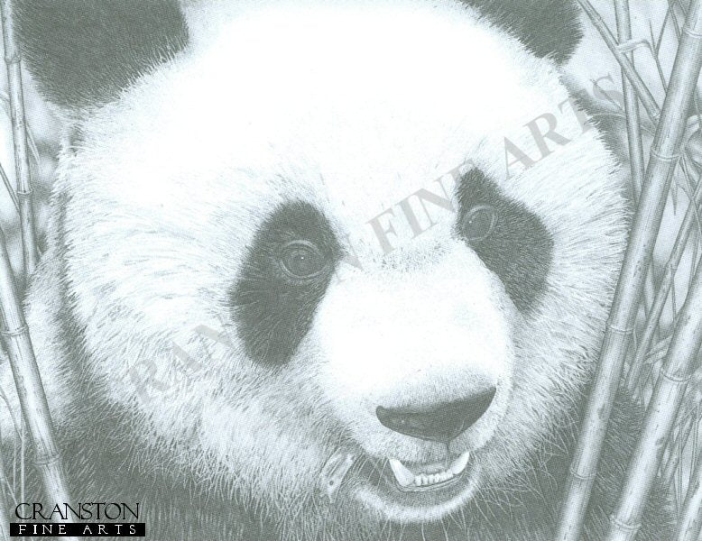 Panda by David Wood