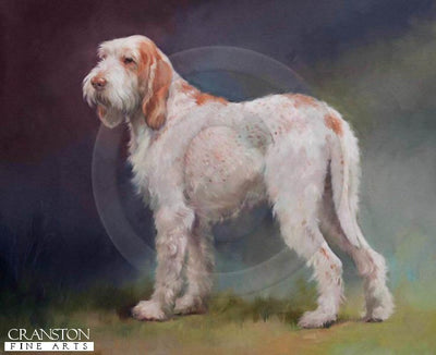 Italian Spinone by Jacqueline Stanhope.