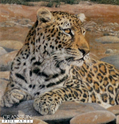 Leopard by Anthony Gibbs.