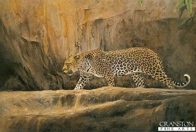 Leopard at Bushman Rock by Kim Donaldson