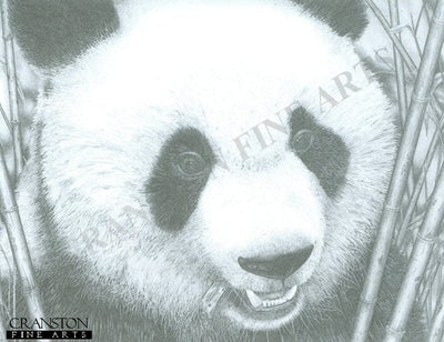 Panda by David Wood