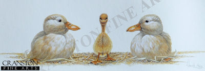 Odd One Out by Warwick Higgs.
