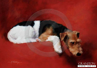 Wire Fox Terrier by Jacqueline Stanhope.
