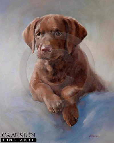 Chocolate Labrador Retriever Pup by Jacqueline Stanhope.