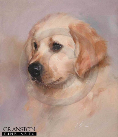 Golden Retriever Pup by Jacqueline Stanhope.
