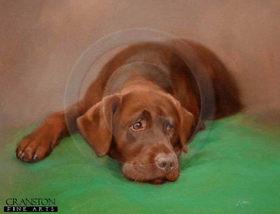 Chocolate Labrador Retriever by Jacqueline Stanhope.