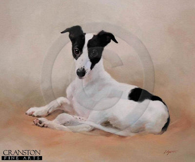 Little Jack (Greyhound Pup) by Jacqueline Stanhope.