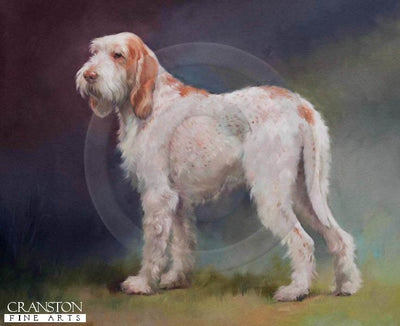 Italian Spinone by Jacqueline Stanhope.