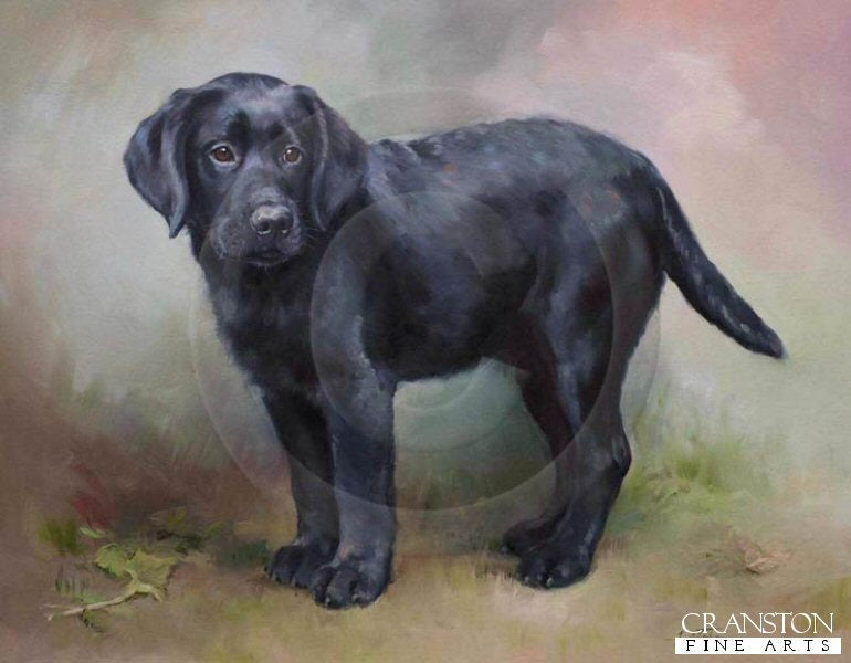 Black Labrador Retriever Pup by Jacqueline Stanhope.