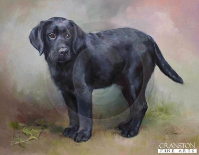 Black Labrador Retriever Pup by Jacqueline Stanhope.