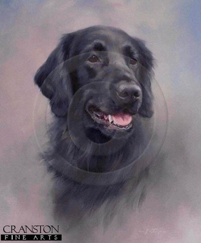 Flat Coated Retriever by Jacqueline Stanhope.
