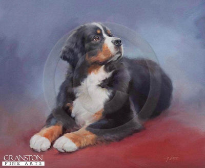 Bernese Mountain Dog by Jacqueline Stanhope.