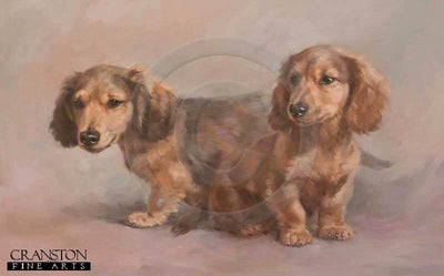 Miniature Long Haired Dachshund Pups by Jacqueline Stanhope.