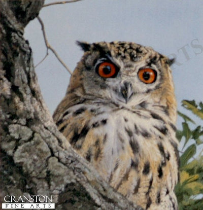 Bengal Eagle Owl by Anthony Gibbs.