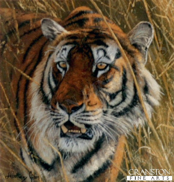 Bengal Tiger by Anthony Gibbs.