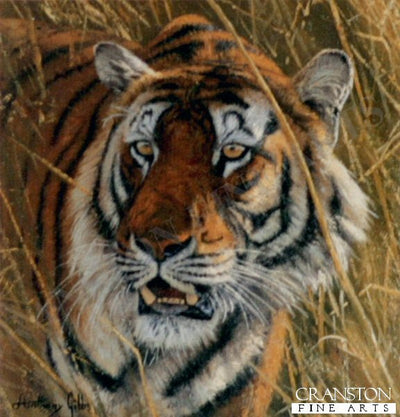 Bengal Tiger by Anthony Gibbs.