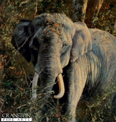 Indian Elephant by Anthony Gibbs.