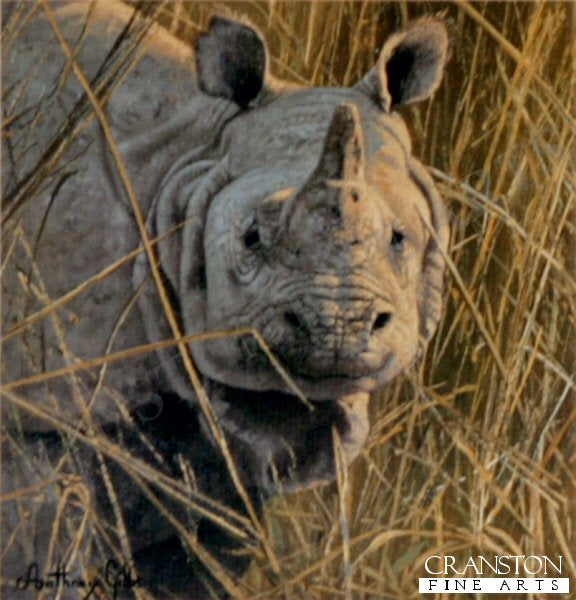 Indian Rhinoceros by Anthony Gibbs.