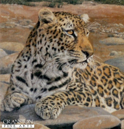 Leopard by Anthony Gibbs.