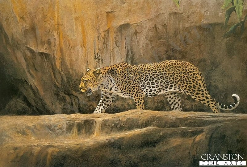 Leopard at Bushman Rock by Kim Donaldson