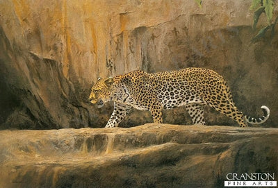 Leopard at Bushman Rock by Kim Donaldson
