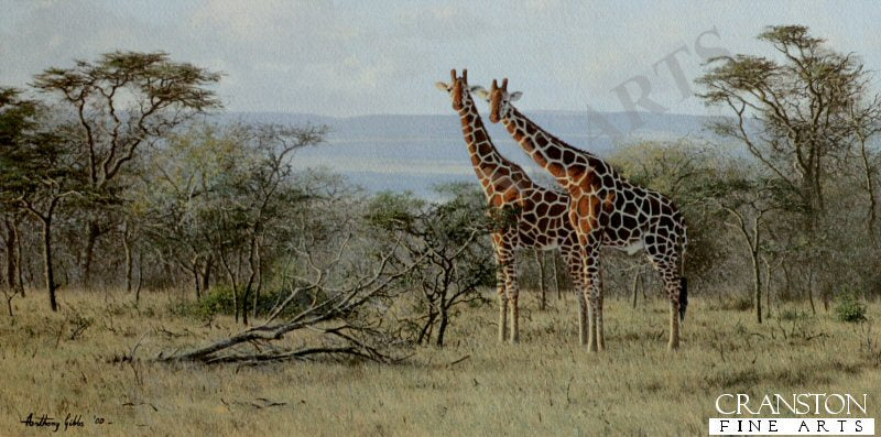 Twos Company by Anthony Gibbs.