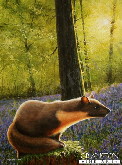 Pine Marten by Ivan Berryman. [Original Painting]