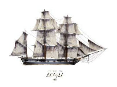 HM Beagle 1831 by Tony Fernandes. [print]