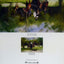 Woodland Ride by Alan Brown [Greetings Card]